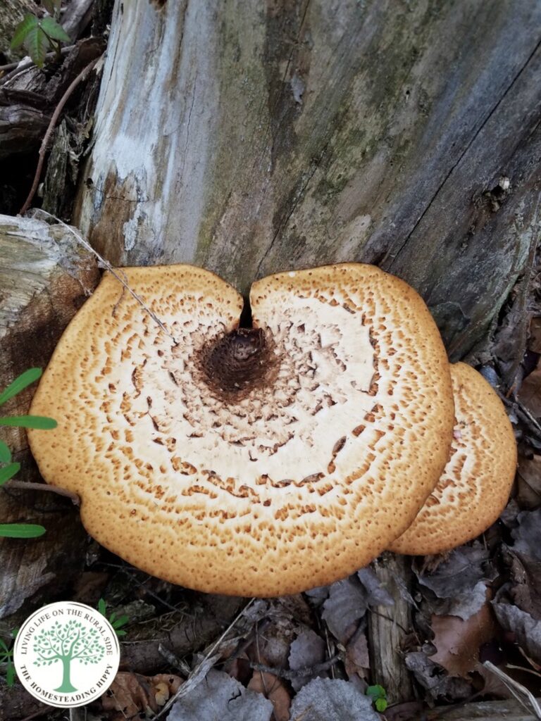 pheasant back mushroom on the side of a tree