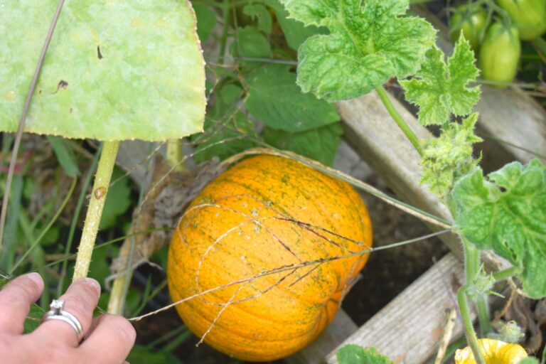 pumpkin growing in the garden