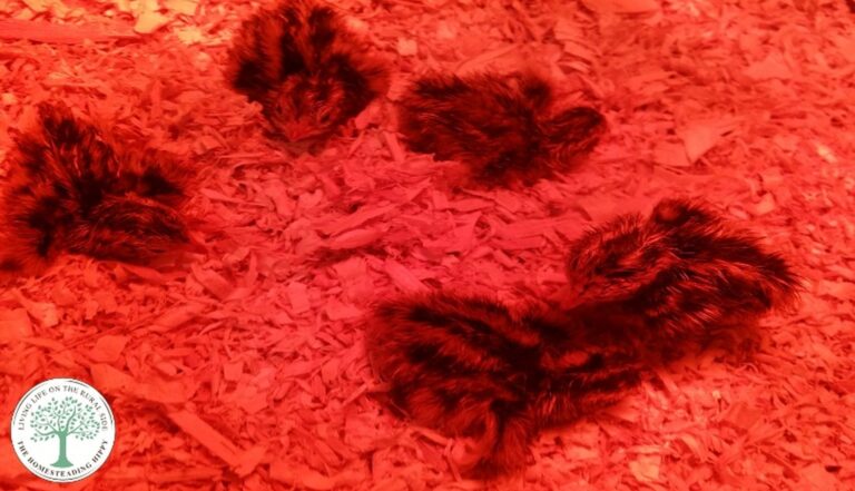 quail babies in brooder