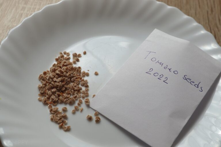 ready to store tomato seeds in paper envelope