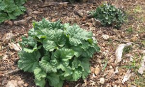 rhubarb plant surrounded by woodchips