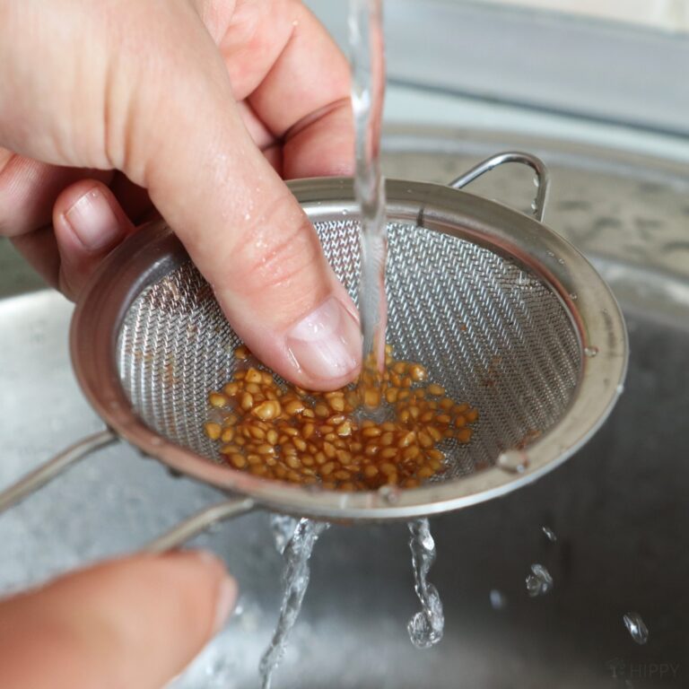 rinsing tomato seeds in strainer