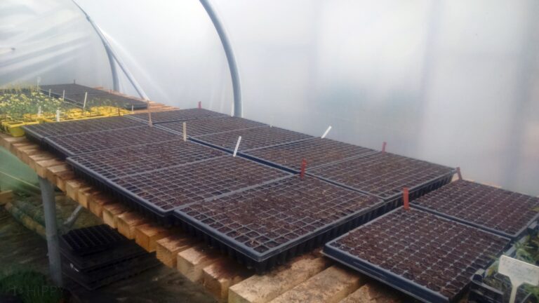 over a dozen seed starting trays on wooden table inside greenhouse