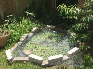 simple backyard turtle pond