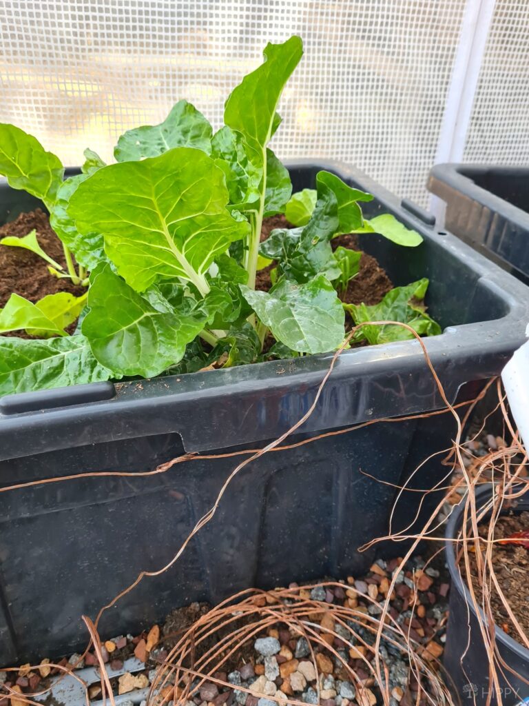 spinach growing in container surrounded by copper wire