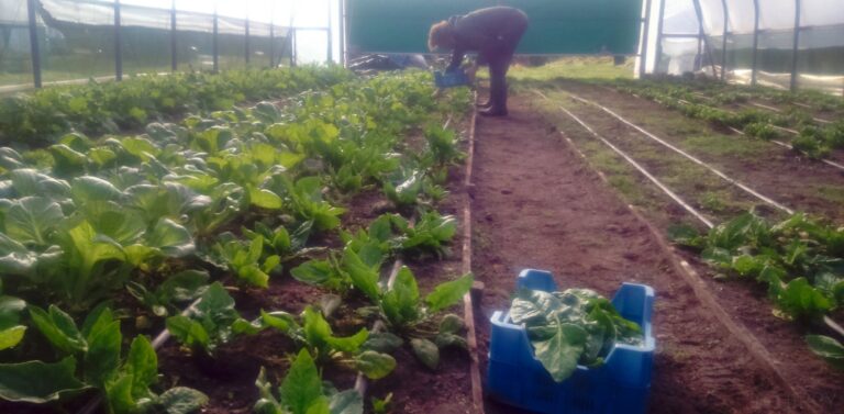 spinach plants in large polytunnel