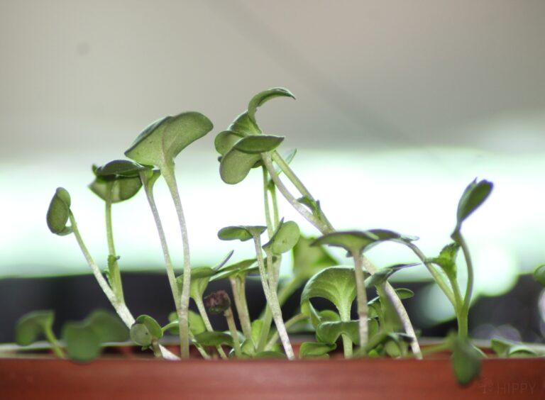 sprouted radish seedlings
