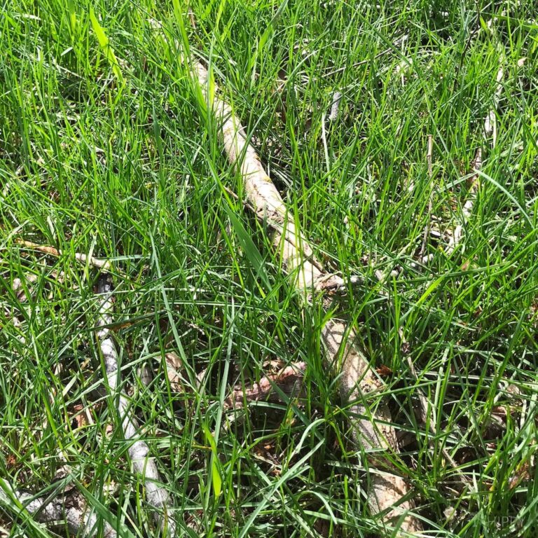 sticks In grass
