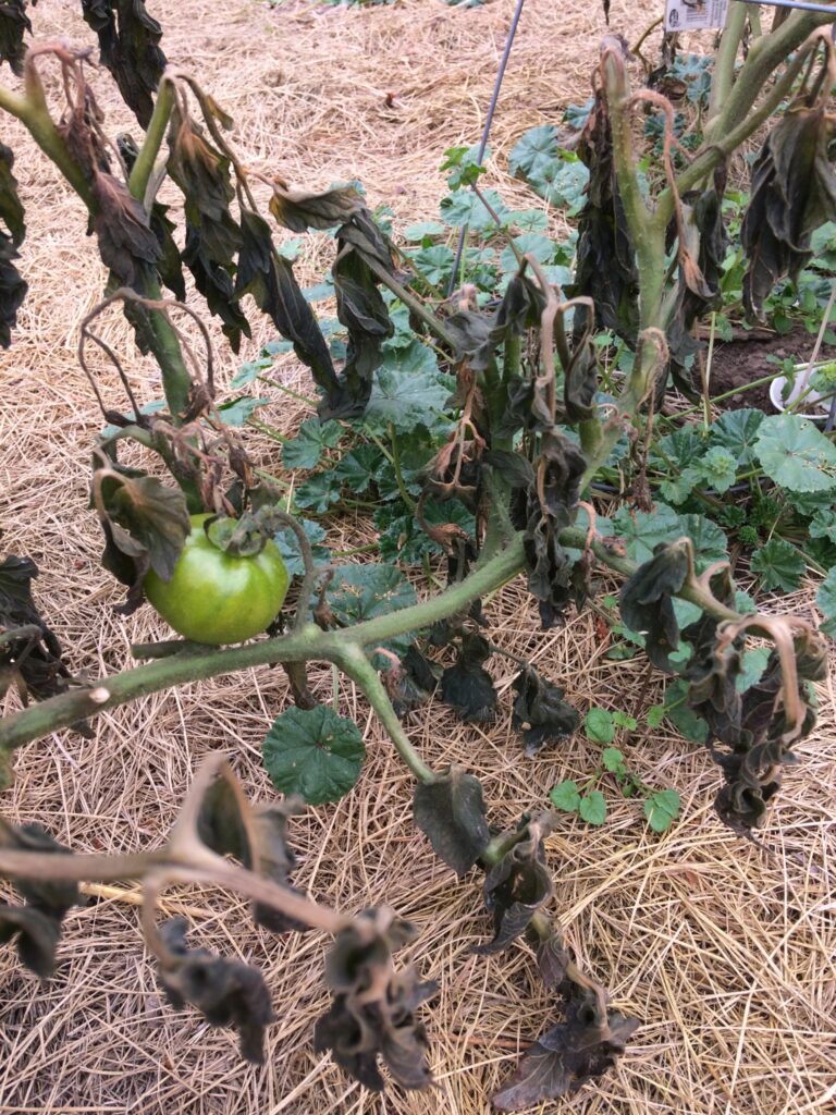 tomato plants destroyed by frost