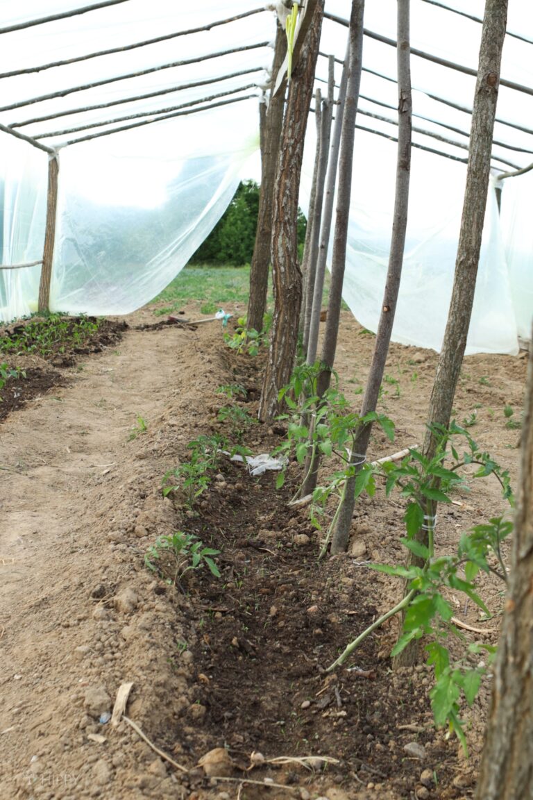 tomato plants growing inside greenhouse