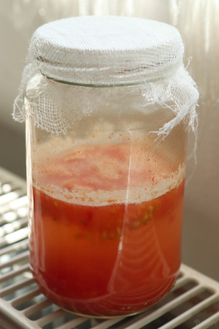 tomato pulp and seeds starting to ferment in glass jar
