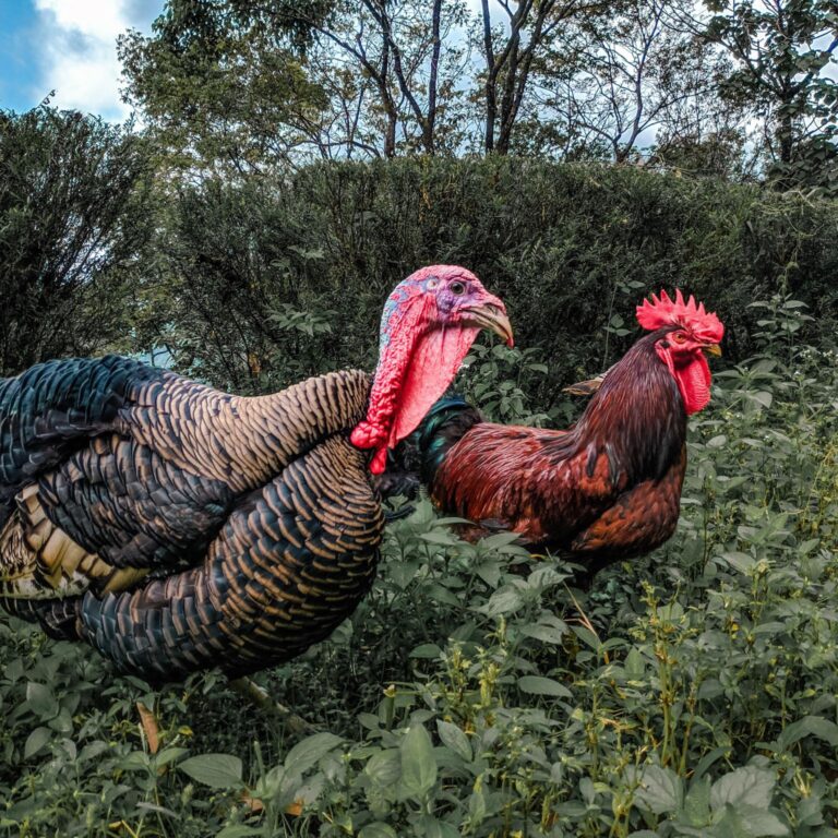 turkey and rooster in a garden