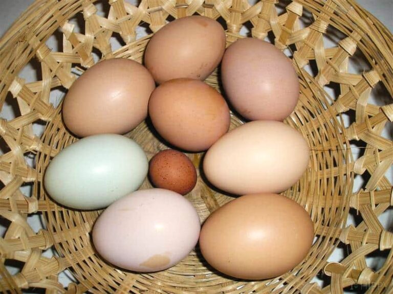 wind egg next to normal chicken eggs in basket