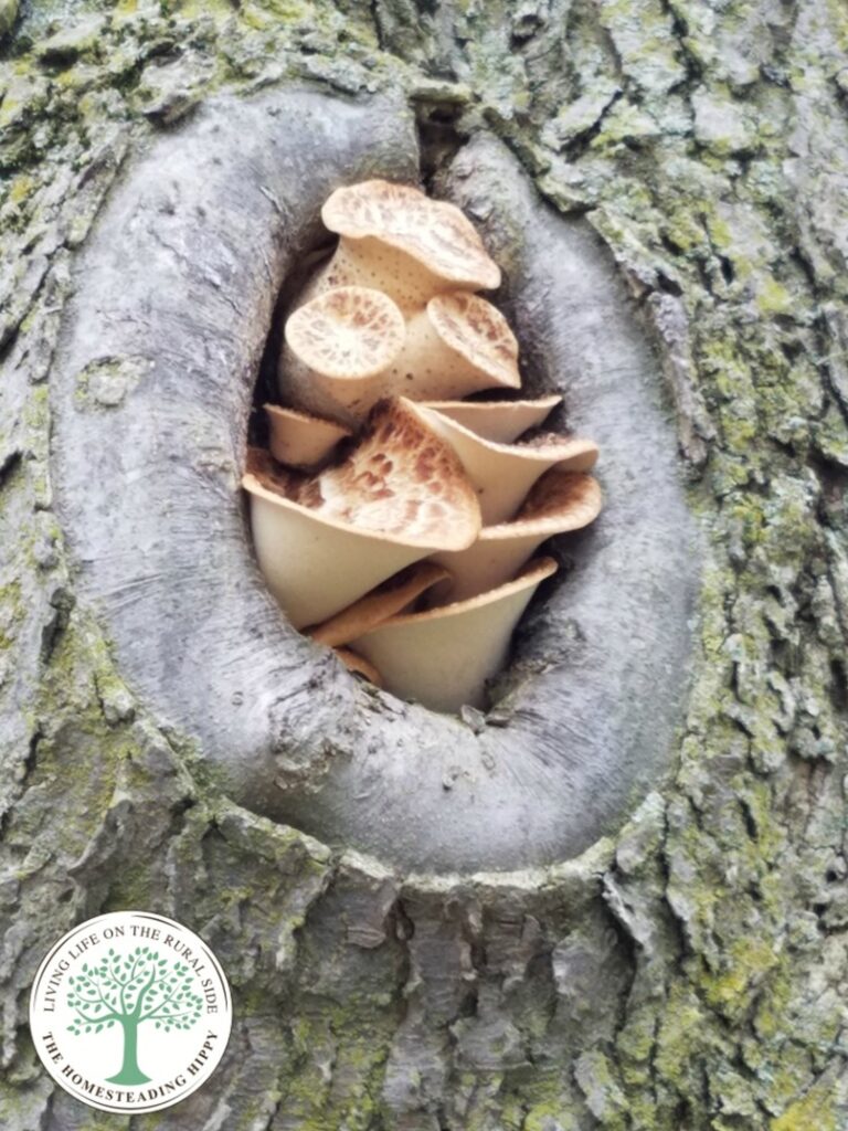 young pheasant back mushrooms growing inside a tree hollow