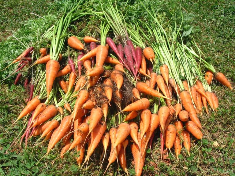 St. Valery and Red Dragon harvested carrots