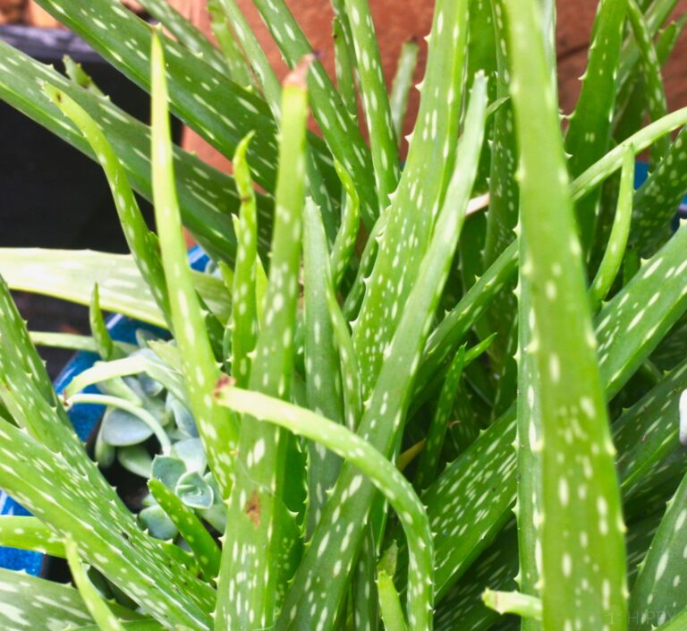 aloe Vera plant leaves close-up