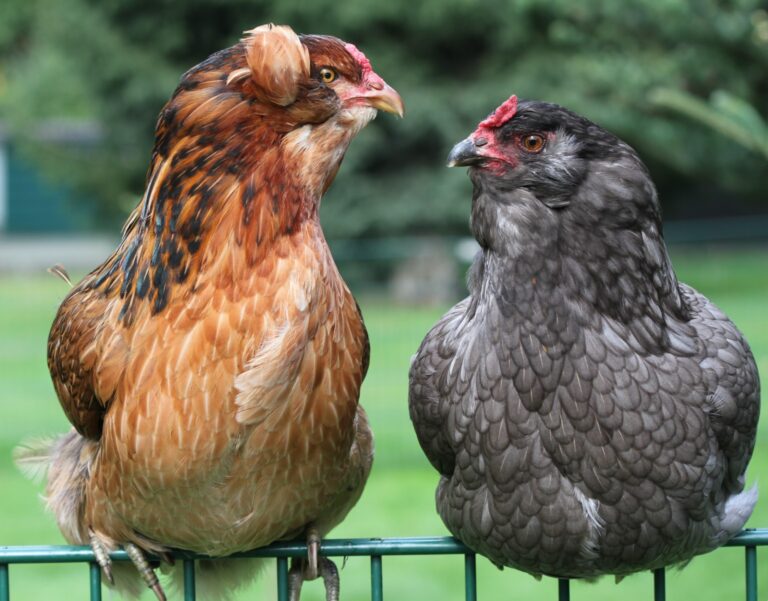 araucana chickens