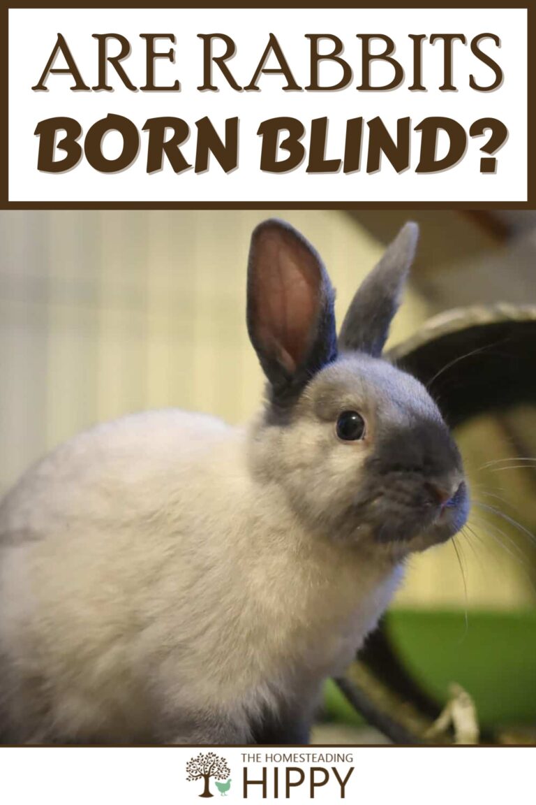 are rabbits born blind pinterest