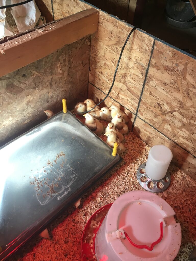 baby chicks next to heating plate