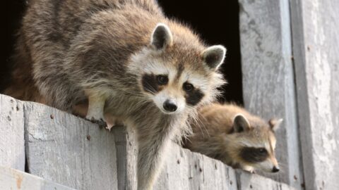 baby raccoons