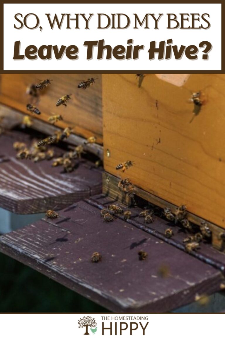 bees leaving their hive pinterest