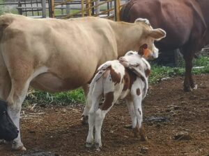 brown Swiss cow with calf