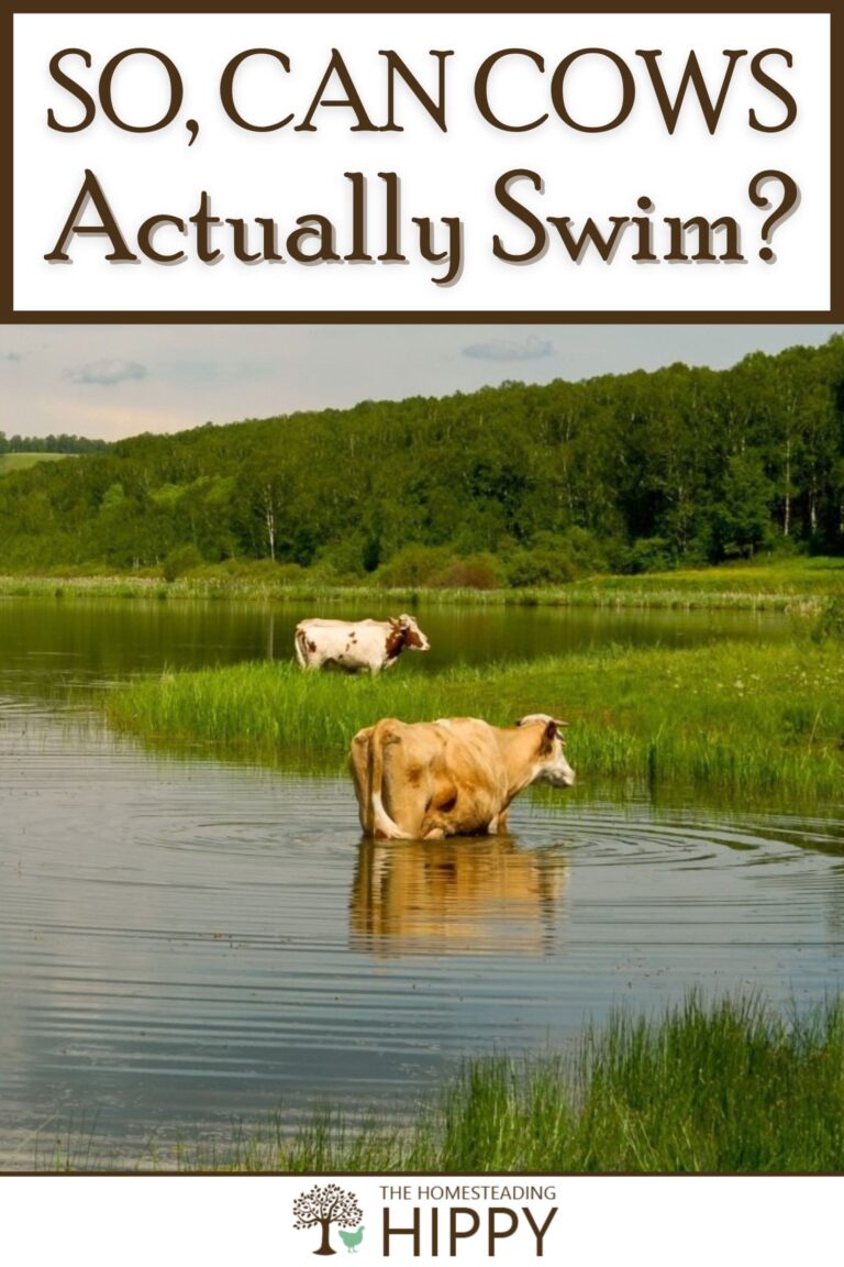 can cow swim pinterest