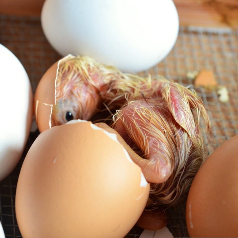 chick hatching