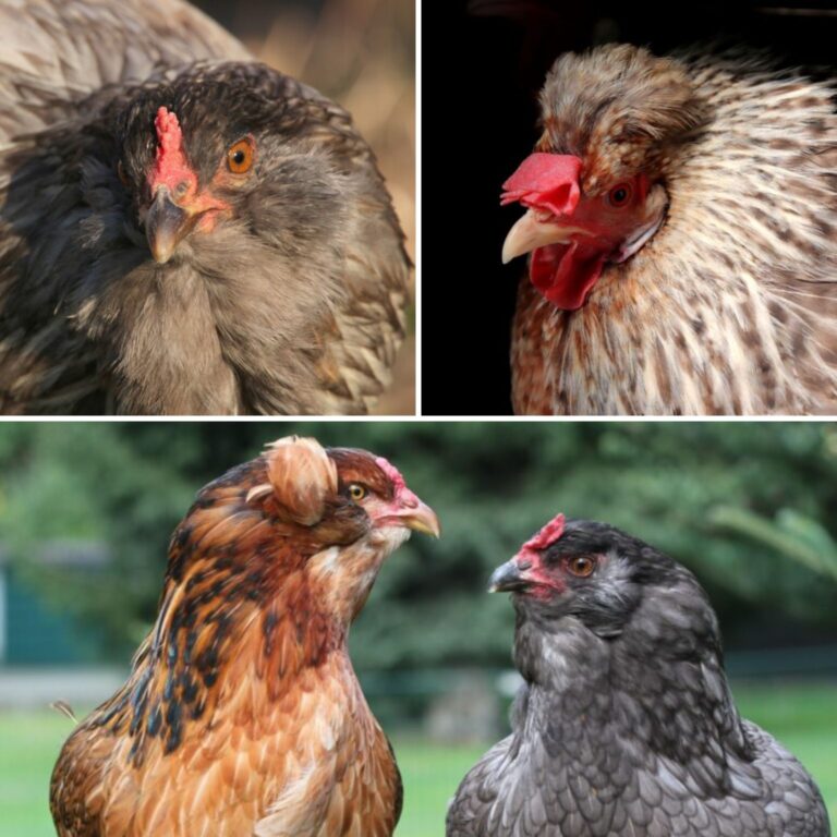 chicken breeds that lay blue eggs collage