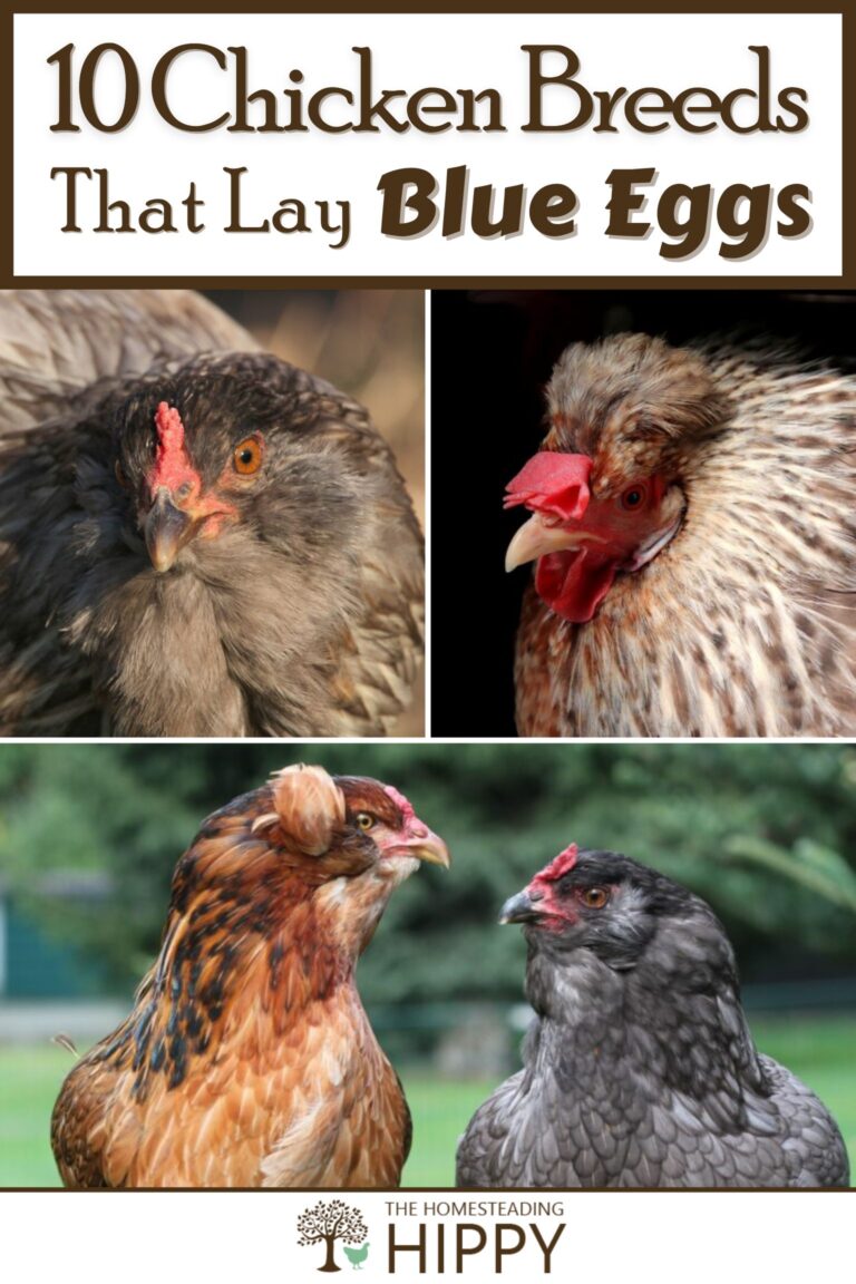 chicken breeds that lay blue eggs pinterest