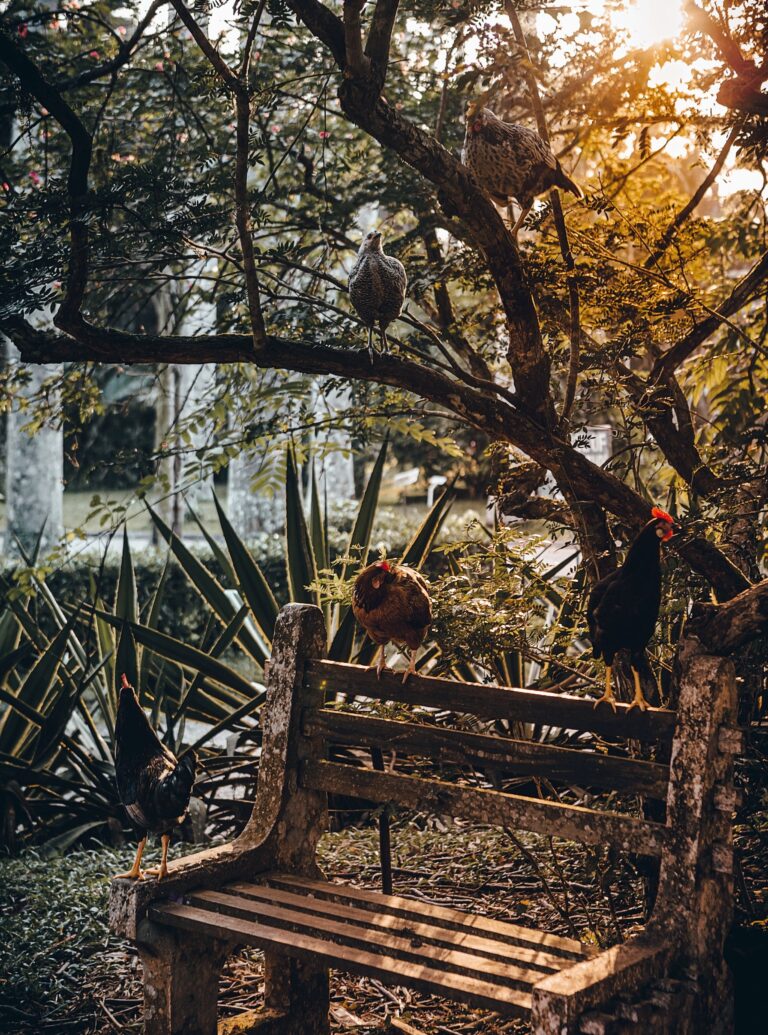 chickens sitting on a wooden bench and in a tree