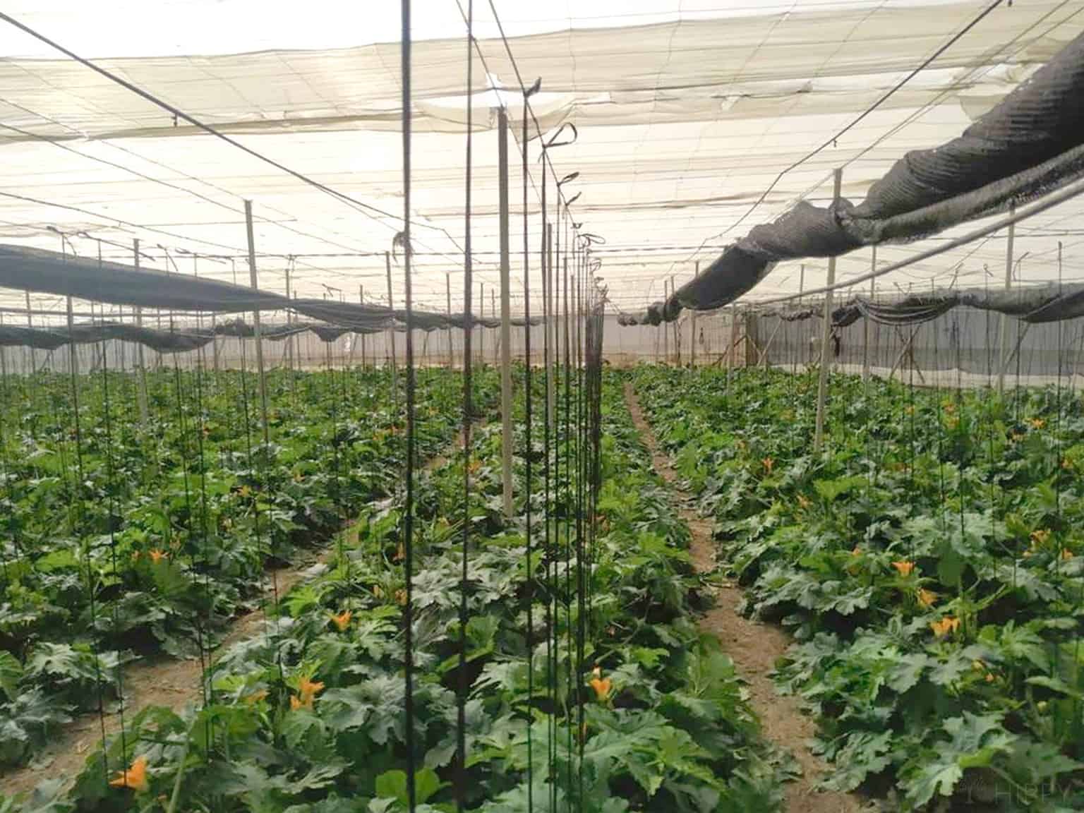 How to Plant, Grow and Harvest Zucchini