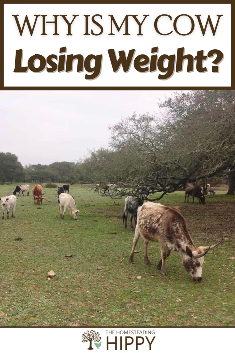 cow losing weight Pinterest image