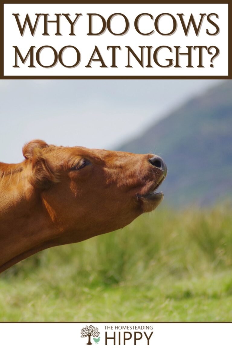 cow mooing at night pinterest