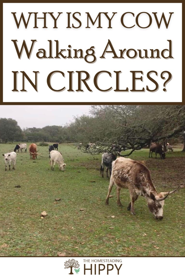 cow walking in circles pinterest