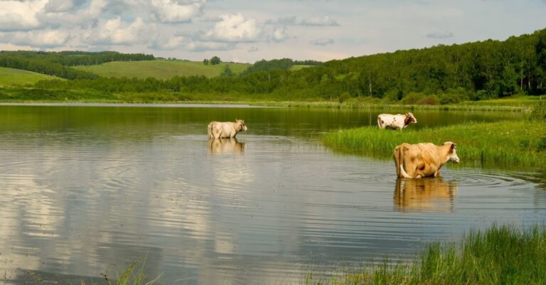 cows in a lake
