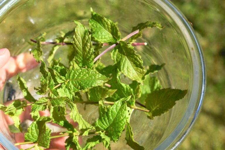 cut peppermint leaves in glass container