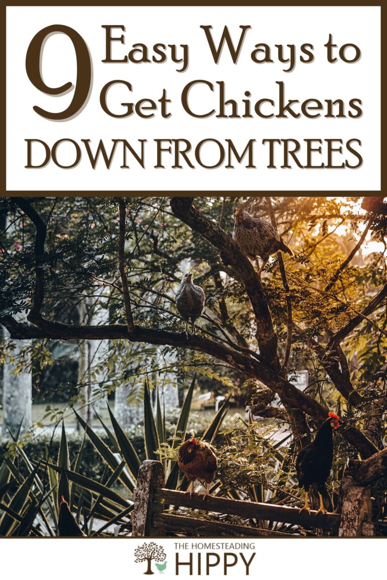 getting chickens down from trees pinterest