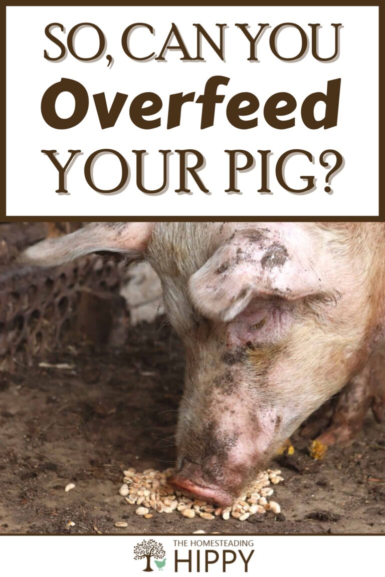 overfeeding your pig pinterest