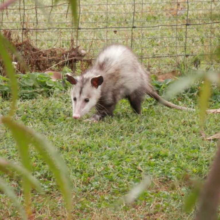 a possum