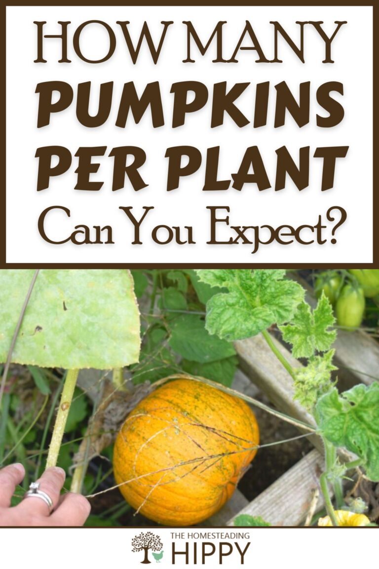 pumpkins per plant pinterest