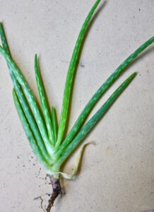 small Aloe Vera removed from parent and ready to plant