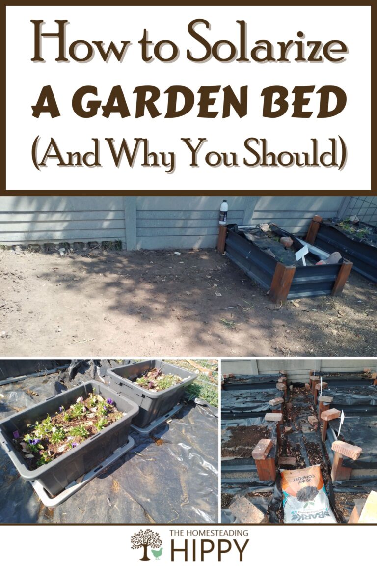 solarize a garden bed pinterest