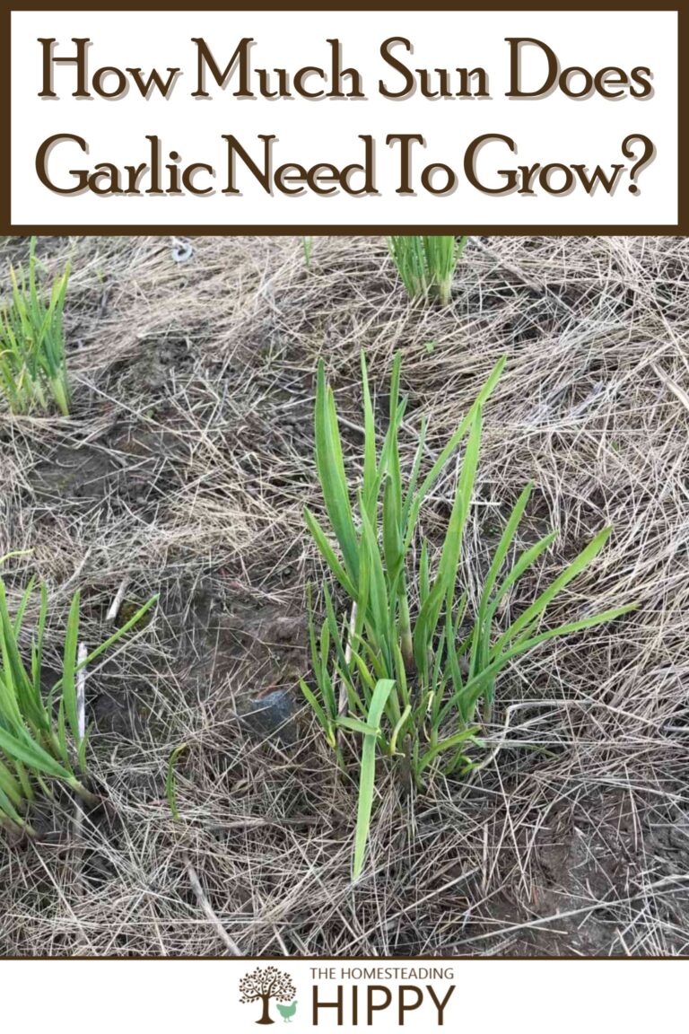 sun needed for garlic to grow pinterest