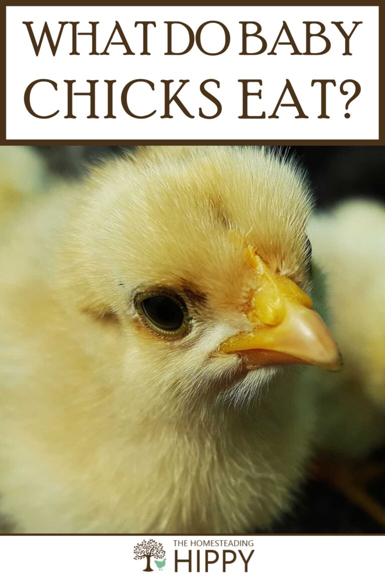what do baby chicks eat pinterest