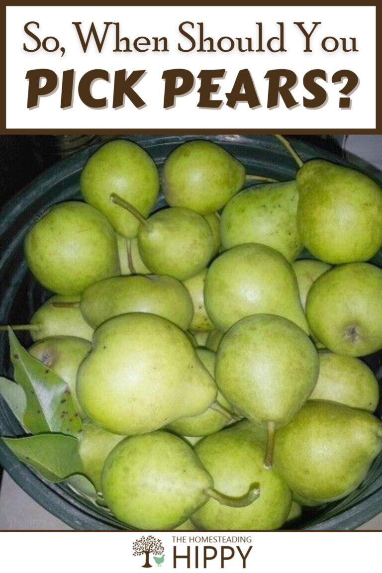 when to peak pears pinterest