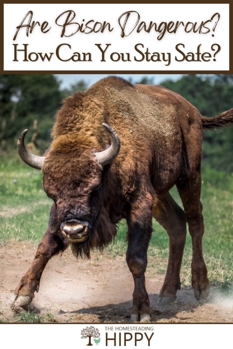 are bison dangerous pinterest