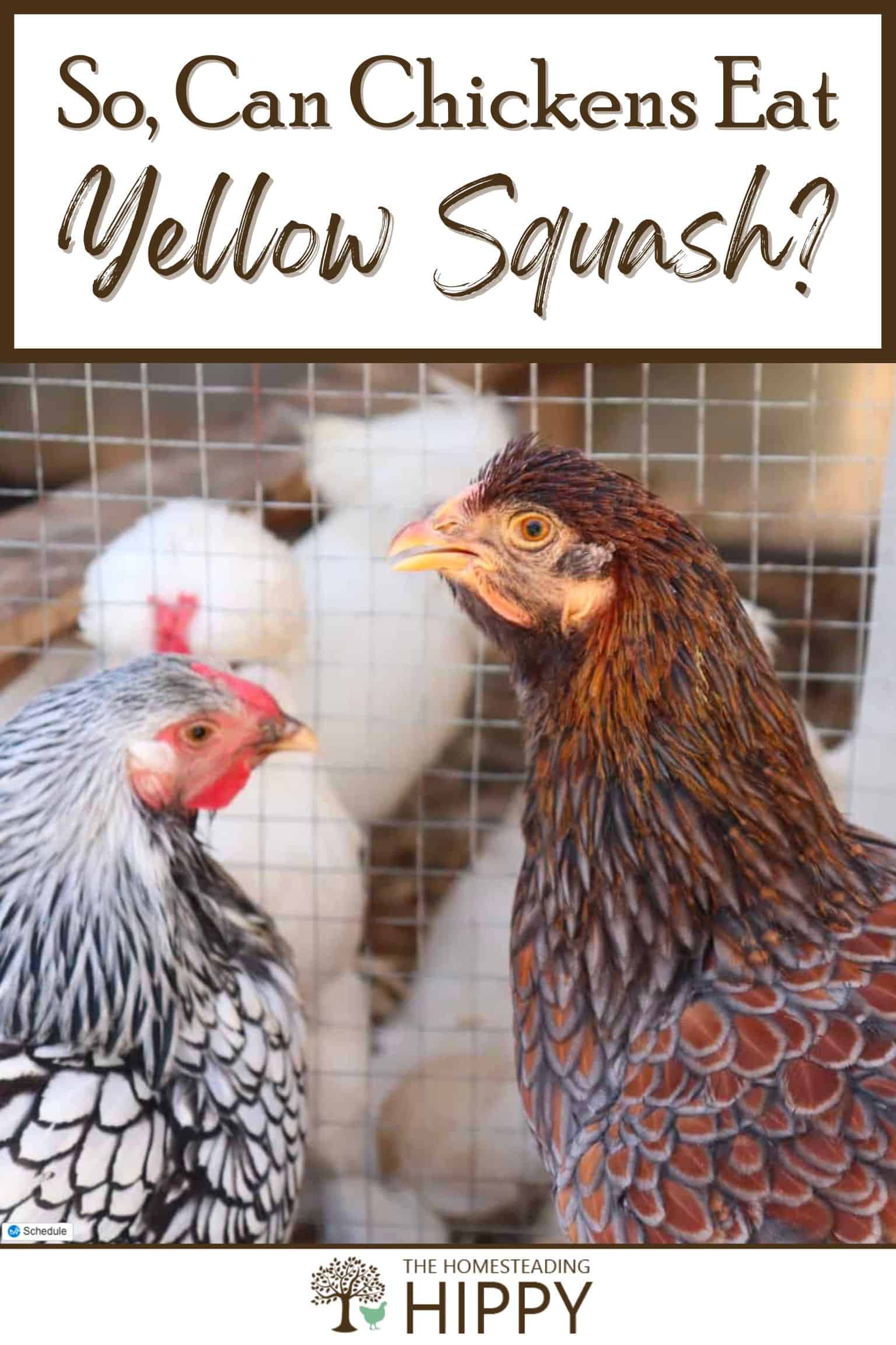 so-can-chickens-eat-yellow-squash