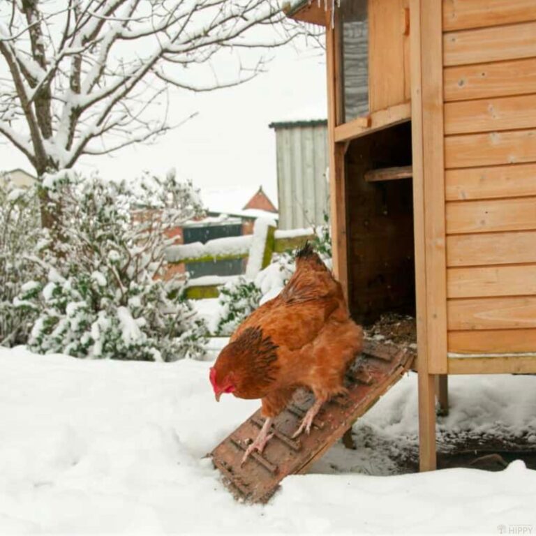 chicken exiting coop using the ramp