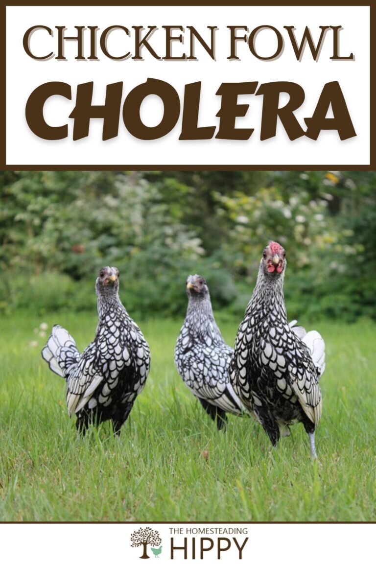 chicken fowl cholera pinterest